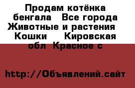 Продам котёнка бенгала - Все города Животные и растения » Кошки   . Кировская обл.,Красное с.